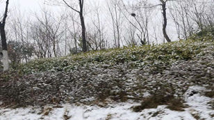 2020年中国工厂工作时间